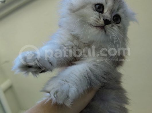 Scottish Fold'Un En Güzel Hali Longhair görsel