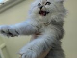 Scottish Fold'Un En Güzel Hali Longhair