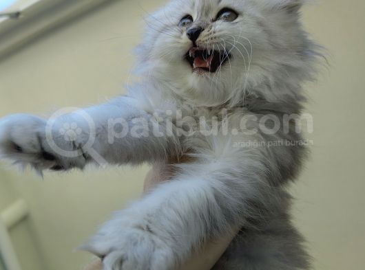 Scottish Fold'Un En Güzel Hali Longhair görsel