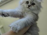 Scottish Fold'Un En Güzel Hali Longhair