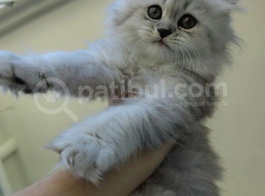 Scottish Fold'Un En Güzel Hali Longhair görsel