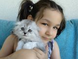 Scottish Fold'Un En Güzel Hali Longhair