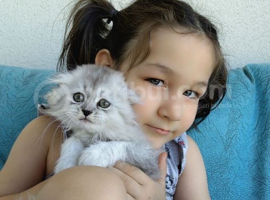Scottish Fold'Un En Güzel Hali Longhair görsel