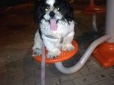 6Aylik Shih Tzu Erkek Buca  Adı Ponçik 4Bin