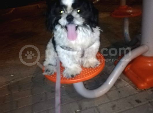 6Aylik Shih Tzu Erkek Buca  Adı Ponçik 4Bin görsel