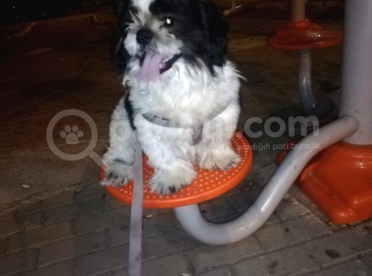 6Aylik Shih Tzu Erkek Buca  Adı Ponçik 4Bin görsel