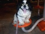 6Aylik Shih Tzu Erkek Buca  Adı Ponçik 4Bin