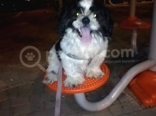 6Aylik Shih Tzu Erkek Buca  Adı Ponçik 4Bin görsel