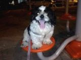 6Aylik Shih Tzu Erkek Buca  Adı Ponçik 4Bin