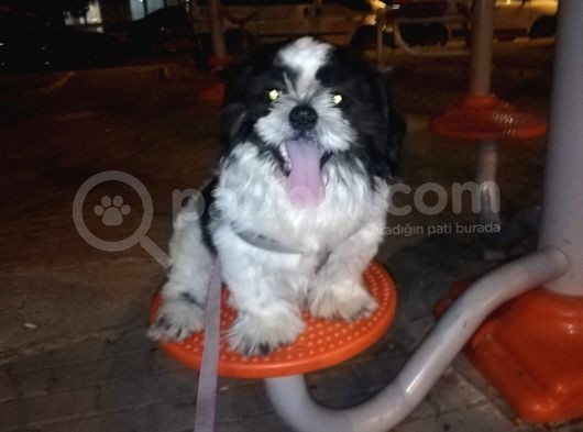 6Aylik Shih Tzu Erkek Buca  Adı Ponçik 4Bin görsel