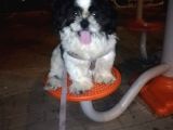 6Aylik Shih Tzu Erkek Buca  Adı Ponçik 4Bin