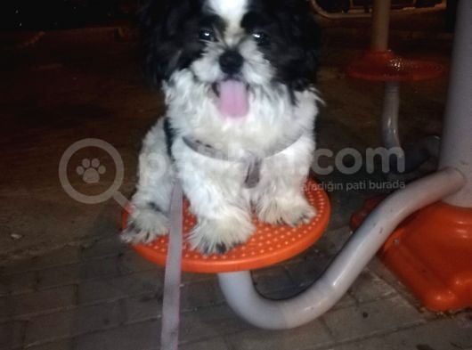 6Aylik Shih Tzu Erkek Buca  Adı Ponçik 4Bin görsel