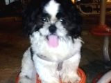 6aylik Shih Tzu Erkek Buca  Adı Ponçik 4bin