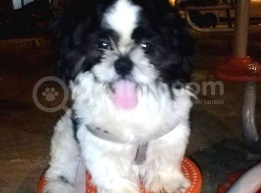 6Aylik Shih Tzu Erkek Buca  Adı Ponçik 4Bin