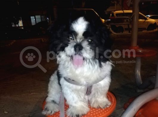 6Aylik Shih Tzu Erkek Buca  Adı Ponçik 4Bin görsel