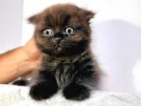 Nadir Kahverengi British Shorthair
