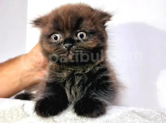Nadir Kahverengi British Shorthair