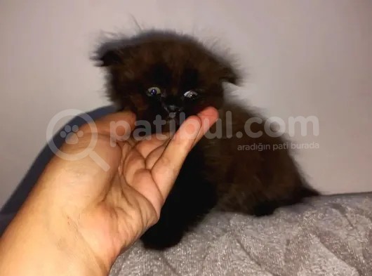 Nadir Kahverengi British Shorthair görsel