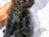 Nadir Kahverengi British Shorthair