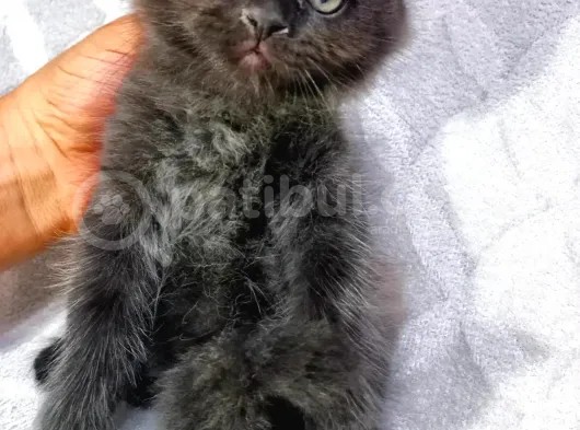 Nadir Kahverengi British Shorthair görsel