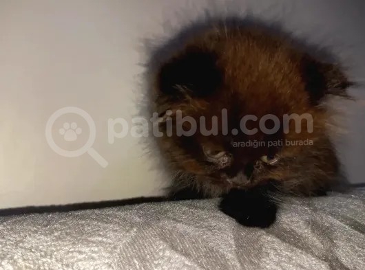 Nadir Kahverengi British Shorthair görsel