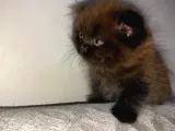 Nadir Kahverengi British Shorthair