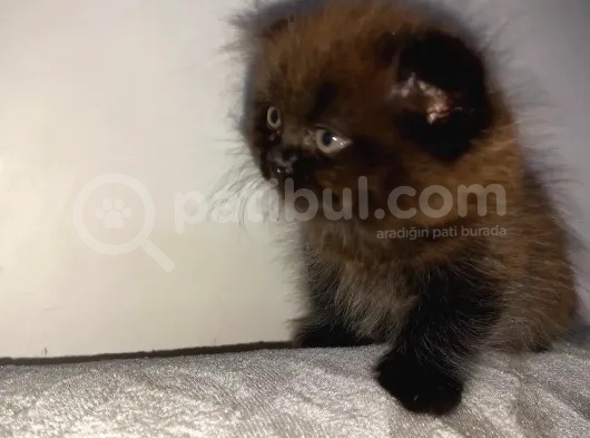 Nadir Kahverengi British Shorthair görsel