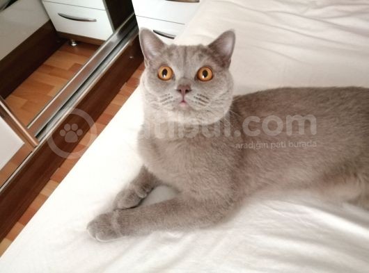Erkek British Shorthair Kısırlaştırılmış 1 Yaşında görsel