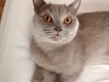 Erkek British Shorthair Kısırlaştırılmış 1 Yaşında
