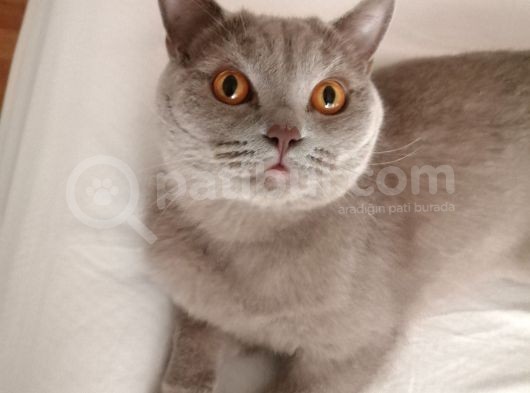 Erkek British Shorthair Kısırlaştırılmış 1 Yaşında