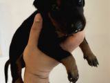 A Kalite Safkan Doberman Yavruları