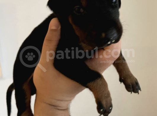 A Kalite Safkan Doberman Yavruları görsel