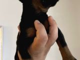 A Kalite Safkan Doberman Yavruları