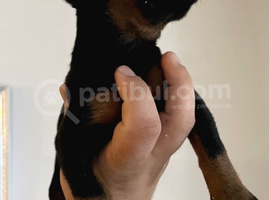 A Kalite Safkan Doberman Yavruları görsel