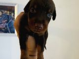 A Kalite Safkan Doberman Yavruları