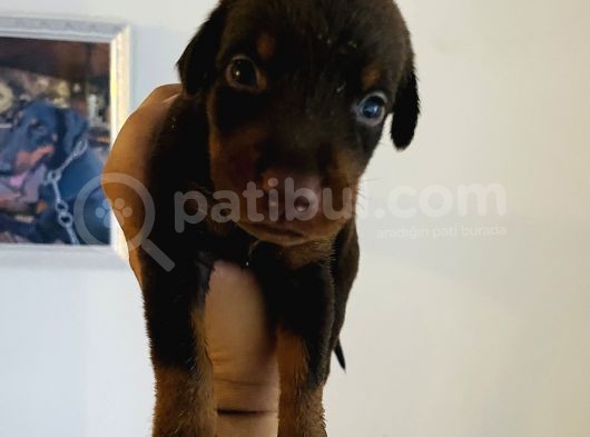 A Kalite Safkan Doberman Yavruları görsel
