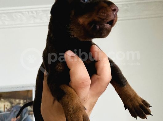 A Kalite Safkan Doberman Yavruları görsel