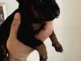 A Kalite Safkan Doberman Yavruları