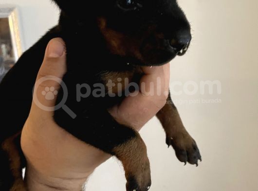 A Kalite Safkan Doberman Yavruları