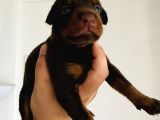 A Kalite Safkan Doberman Yavruları
