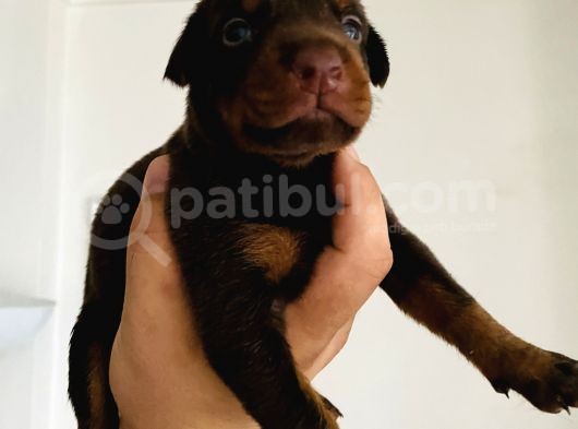 A Kalite Safkan Doberman Yavruları görsel