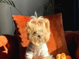 Çok Tatlı Mini Boy Yorkshire Terrier Yavruları