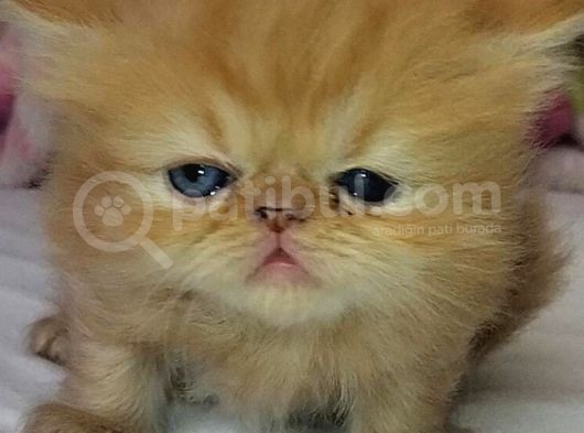 İran Bebekler görsel