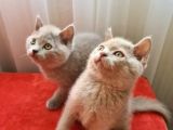 Lilac Renk British Shorthair