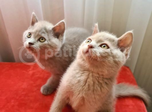 Lilac Renk British Shorthair görsel