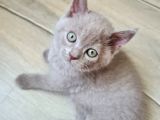 Lilac Renk British Shorthair