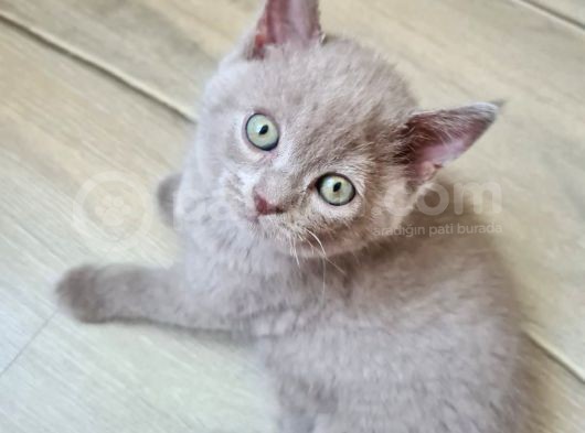 Lilac Renk British Shorthair görsel