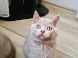 Lilac Renk British Shorthair