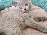 Lilac Renk British Shorthair