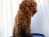 4 Aylık Erkek Aşıları Tam Tuvalet Eğitimi Var Red Brown Poodle